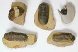 Lot: Assorted Devonian Trilobites - Pieces #119923-1